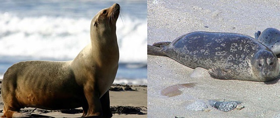 la difference entre un phoque et un lion de mer se remarque au niveau des oreilles journal du canada